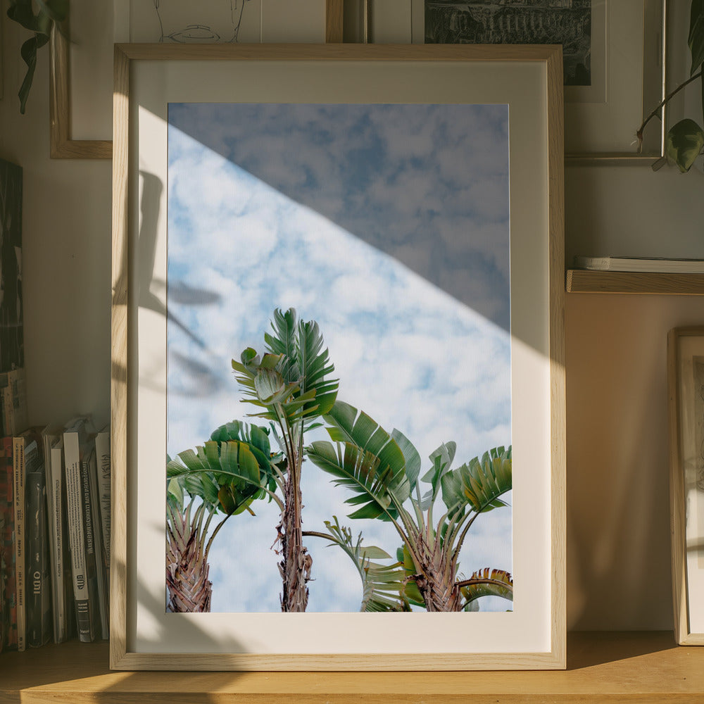 Skyward Palms Art Print