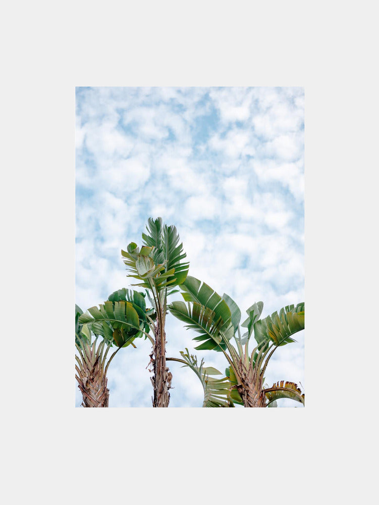 Skyward Palms Art Print