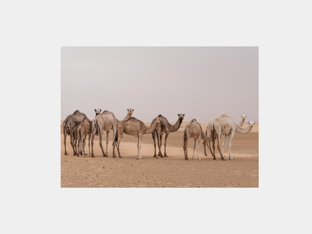 Camels in the Sahara desert Art Print