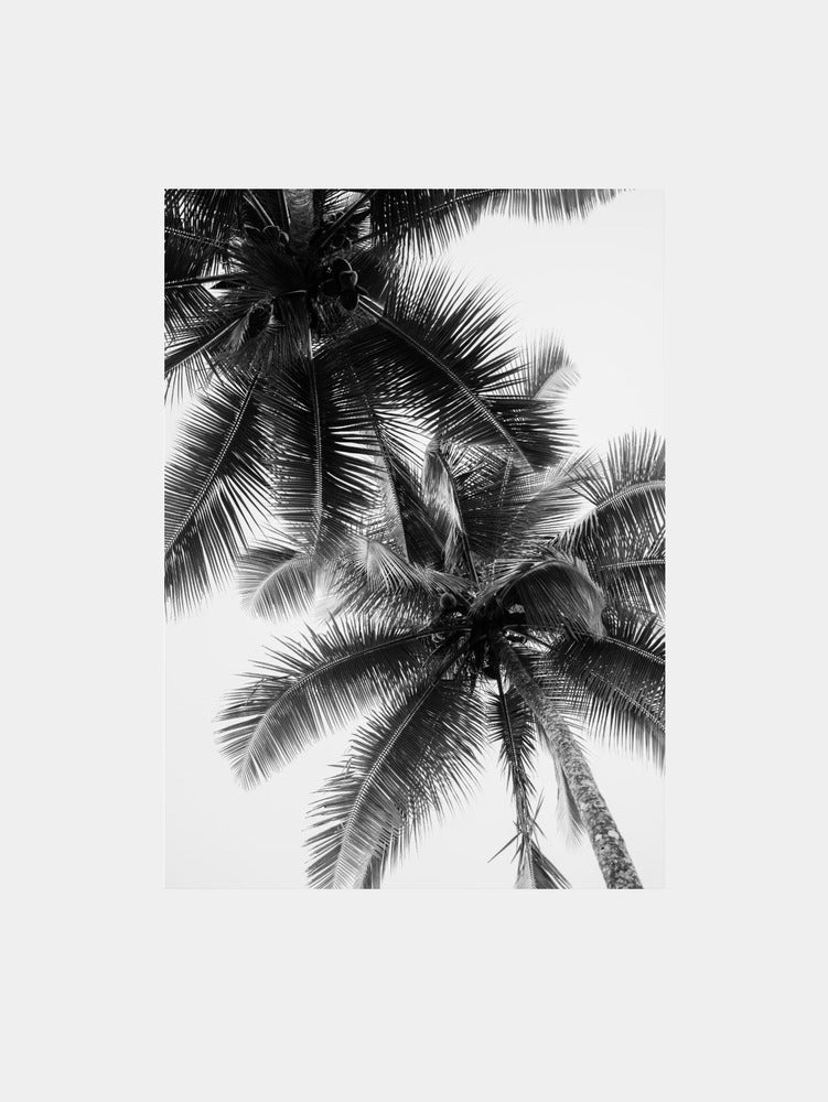 Palm Skies Art Print