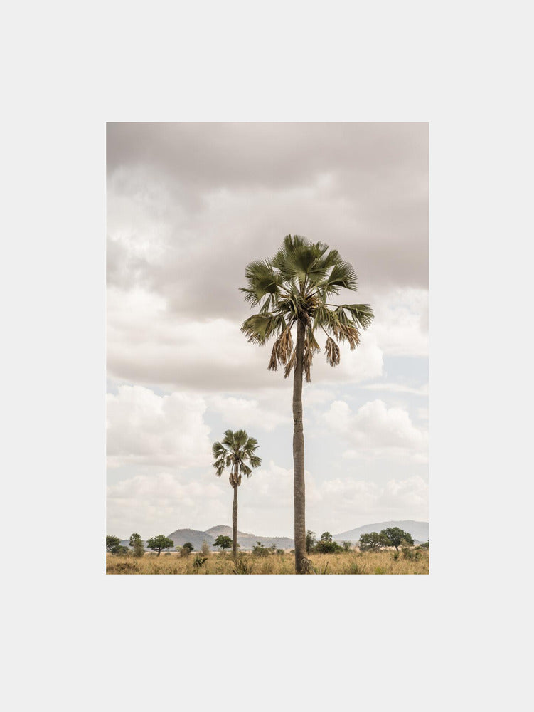 Palm trees in a park in Africa Art Print