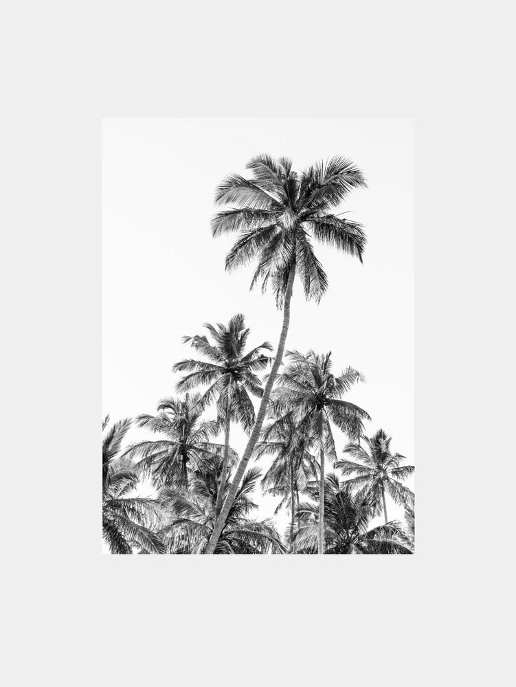 Palm trees in Sri Lanka in black and white Art Print