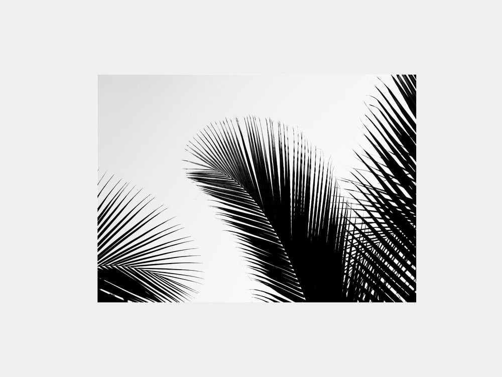 Tropical Palm Shadows