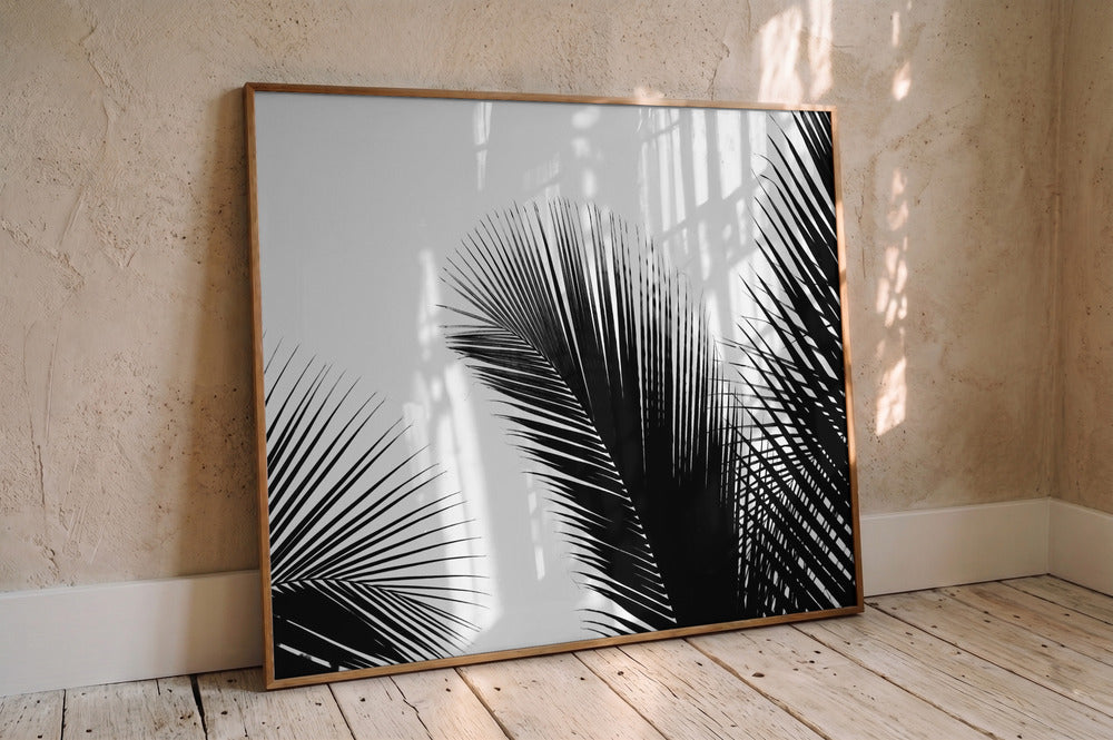 Tropical Palm Shadows