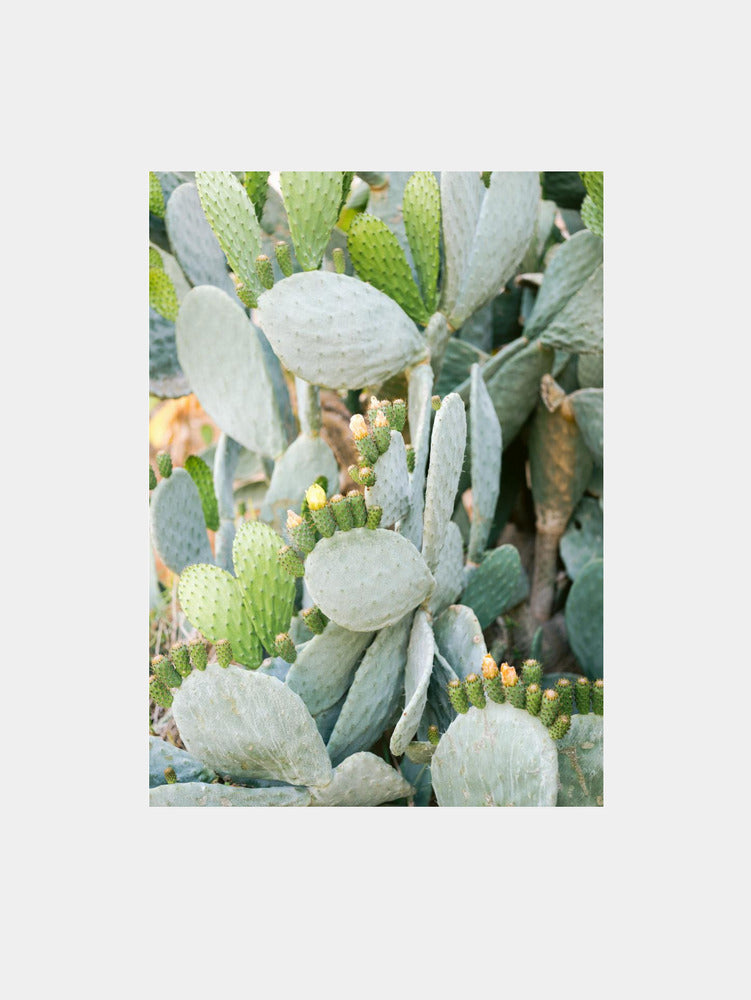 Soft Green Cacti of Mallorca Art Print
