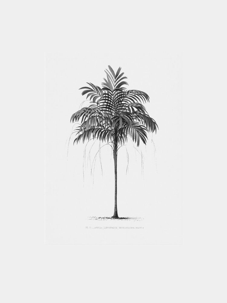 Palm Vintage