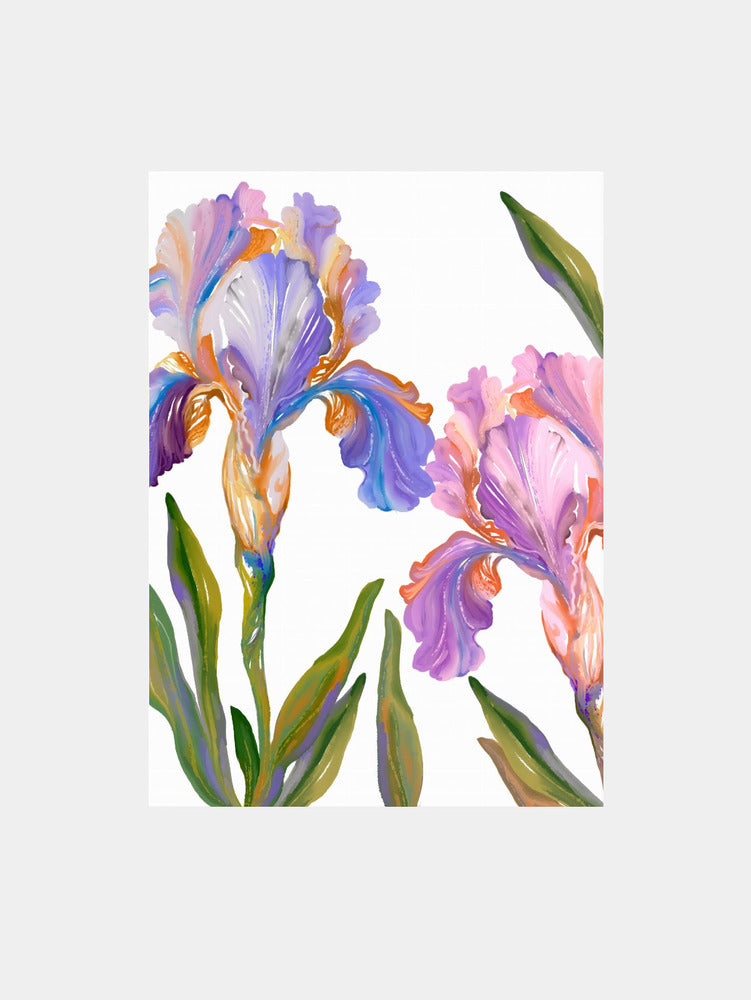 Colorful Iris Blooms