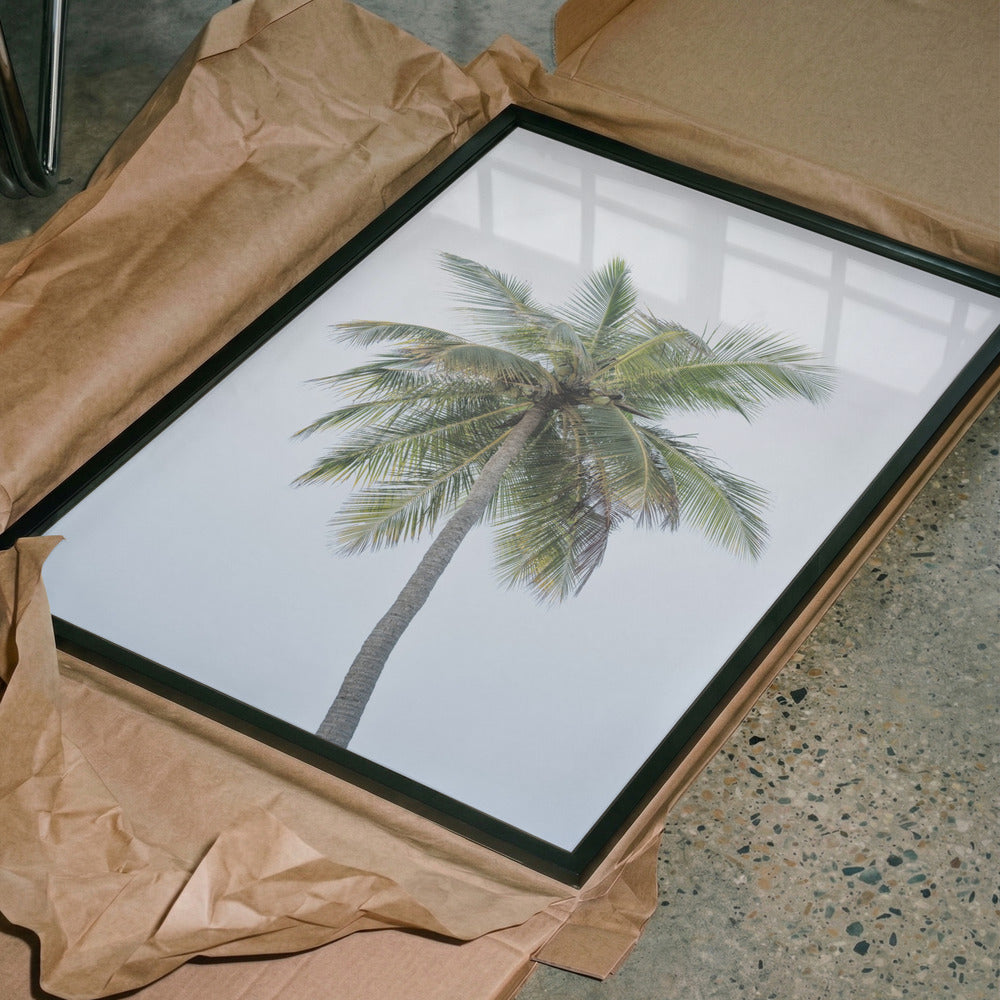 Tropical Coconut Palm