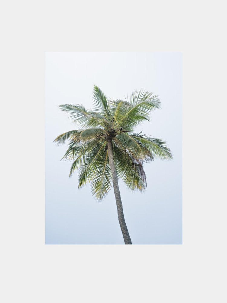 Tropical Coconut Palm