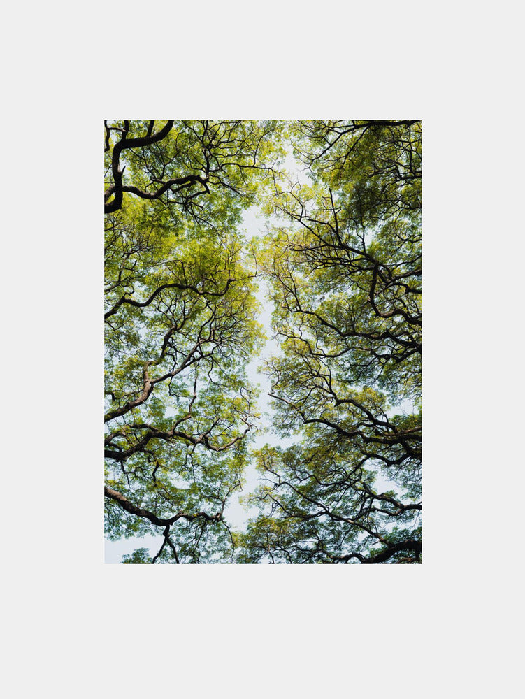 Lush Green Tree Canopy