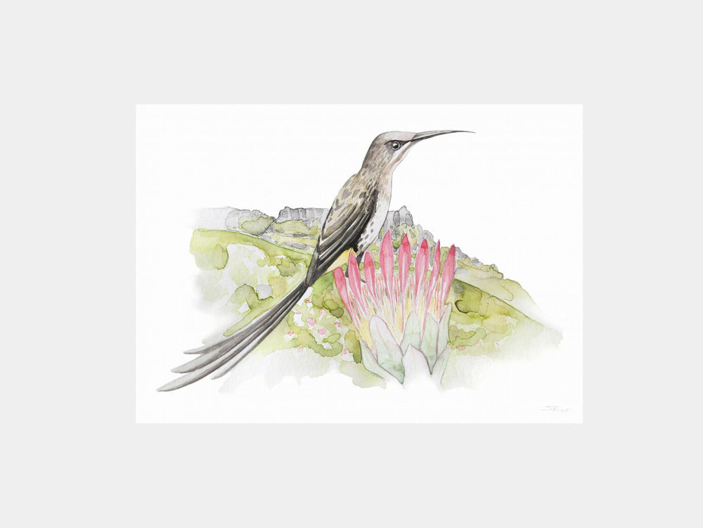 Cape Sugarbird Protea