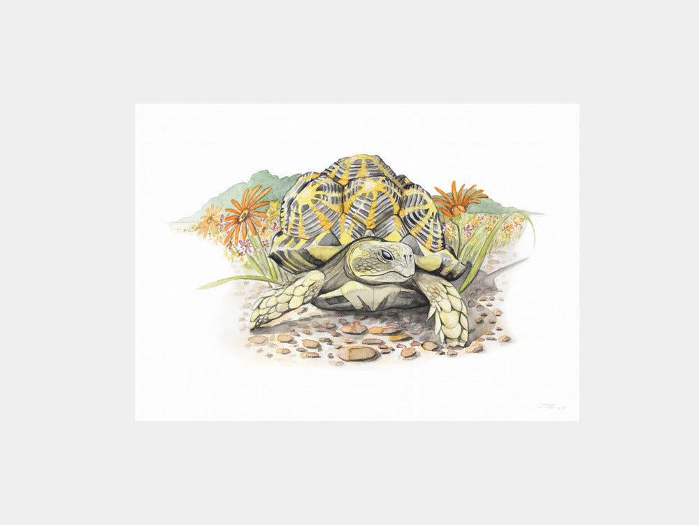 Star Tortoise in Bloom