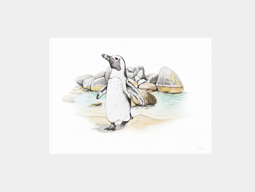 African Penguin Coast