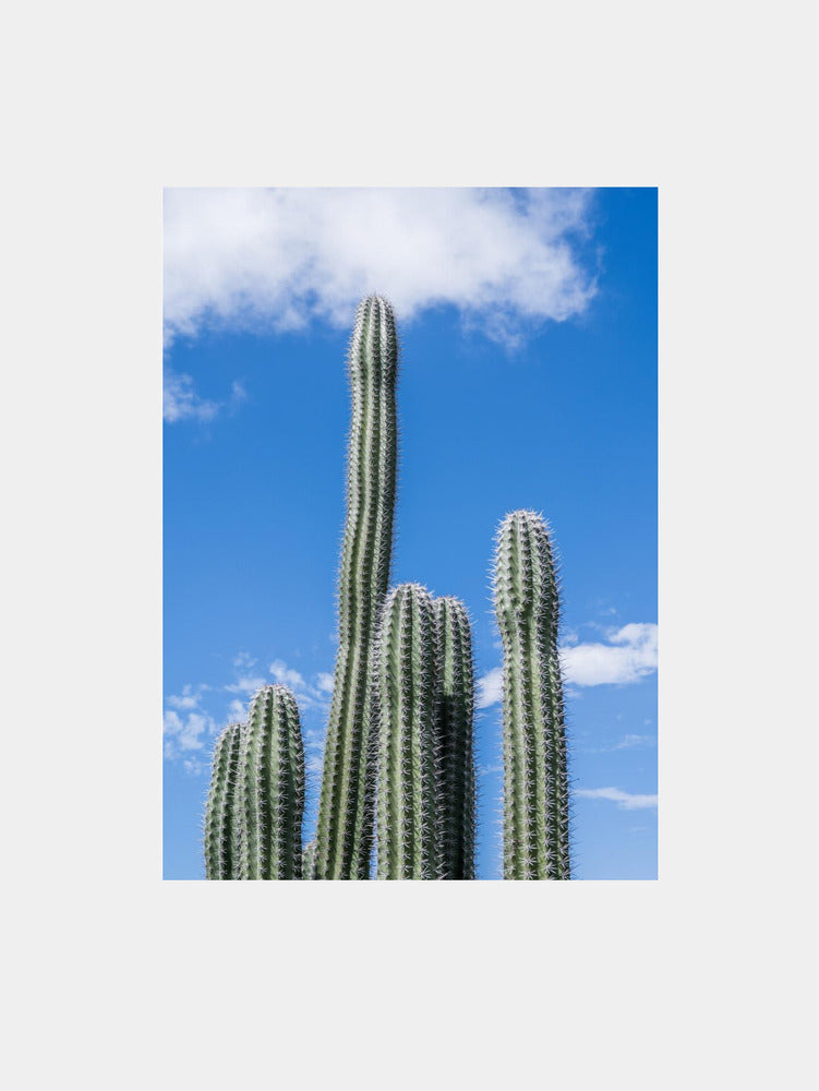 Tall Desert Cacti