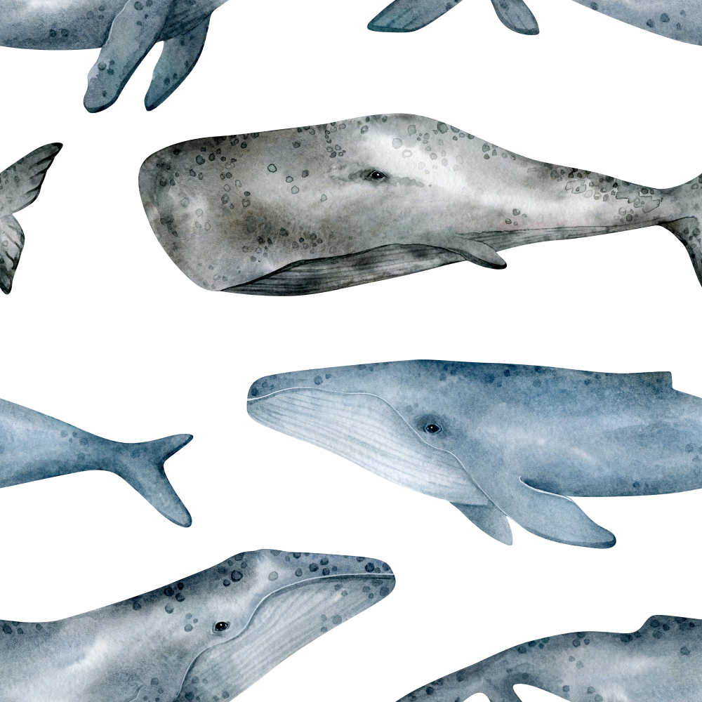 Blue Whale and Cachalot Wallpaper