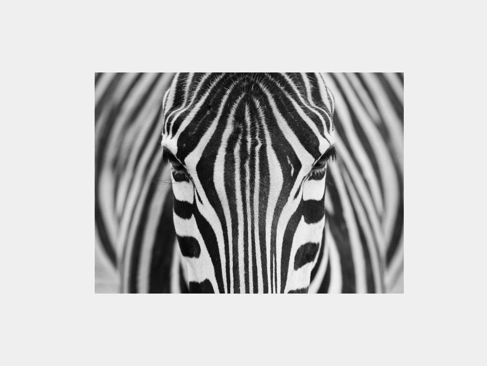 Zepra Art Print