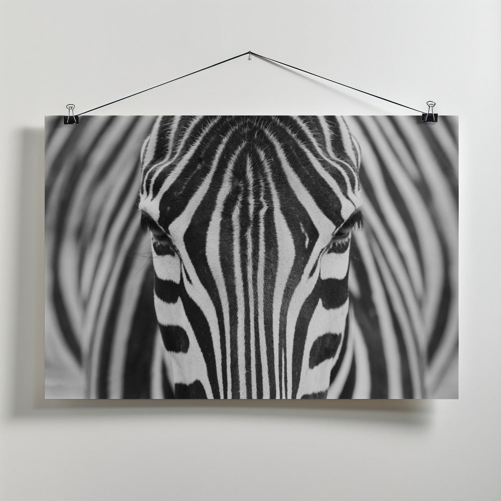Zepra Art Print