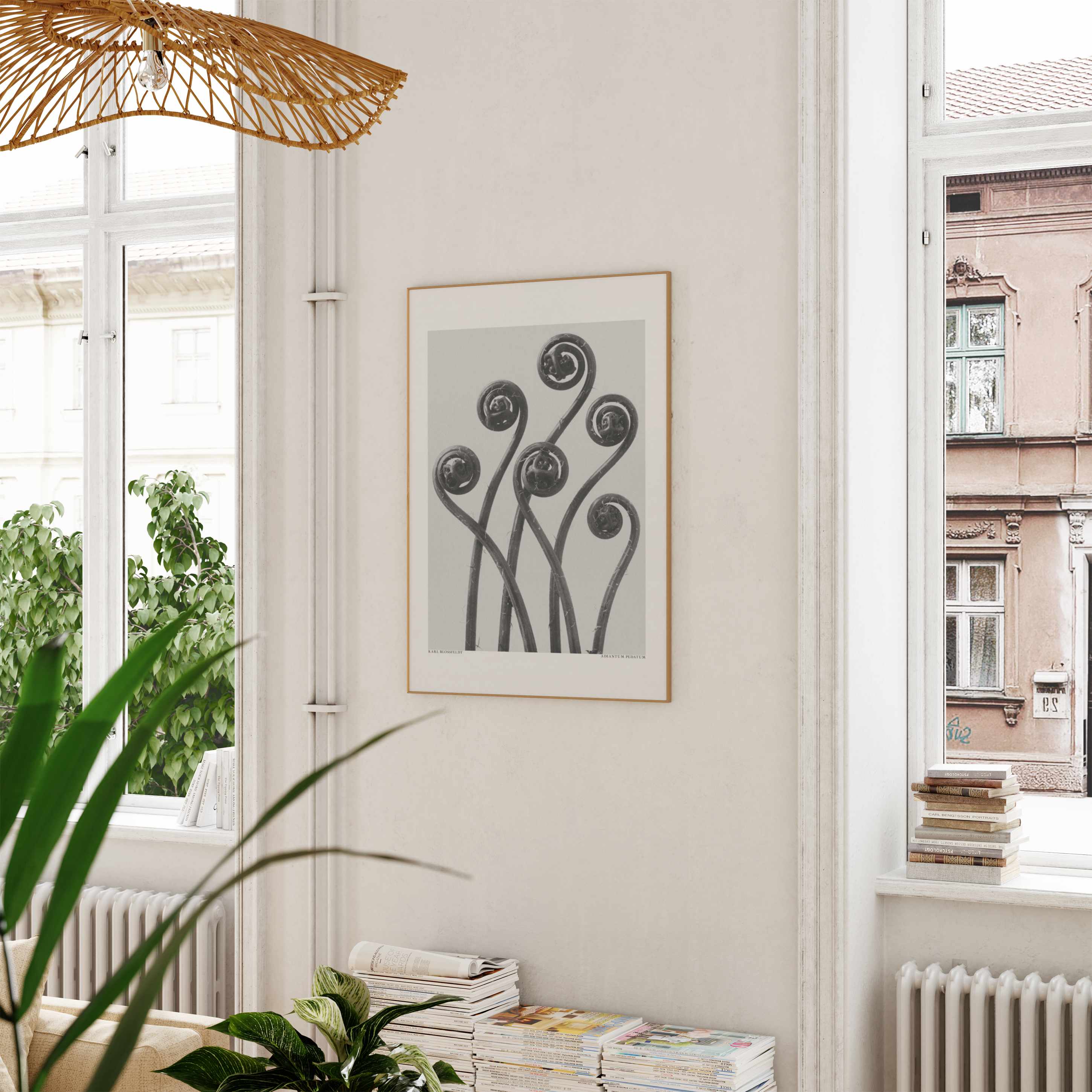 Karl Blossfeldt: "Adiantum pedatum"