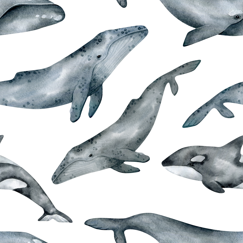 Humpback and Killer whale Wallpaper