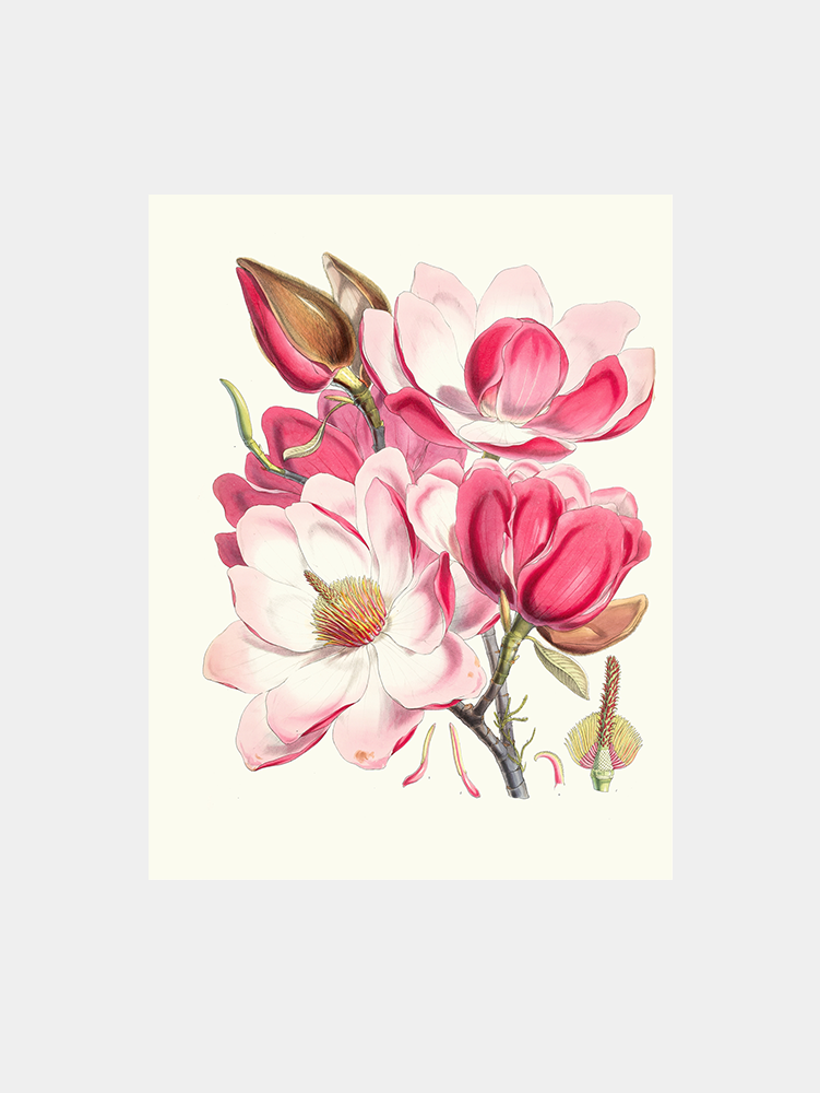 Magnolia Art Print