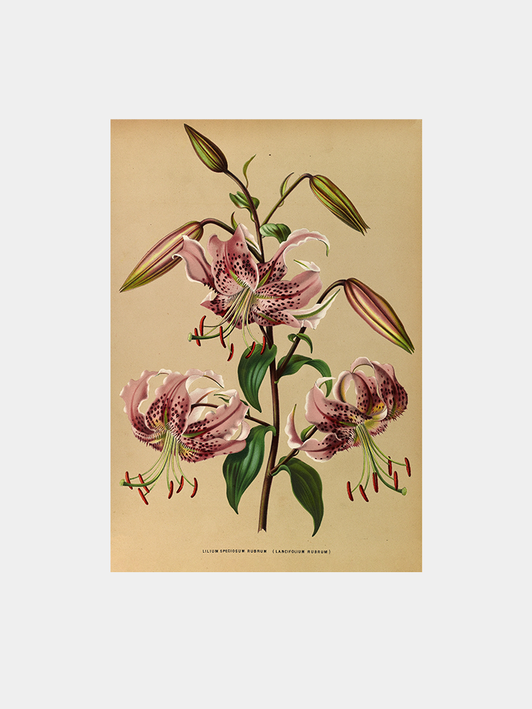 Lilium Speciosum Rubrum Art Print