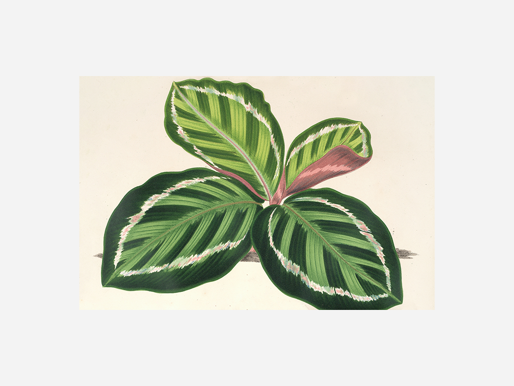 Maranta Illustris Art Print
