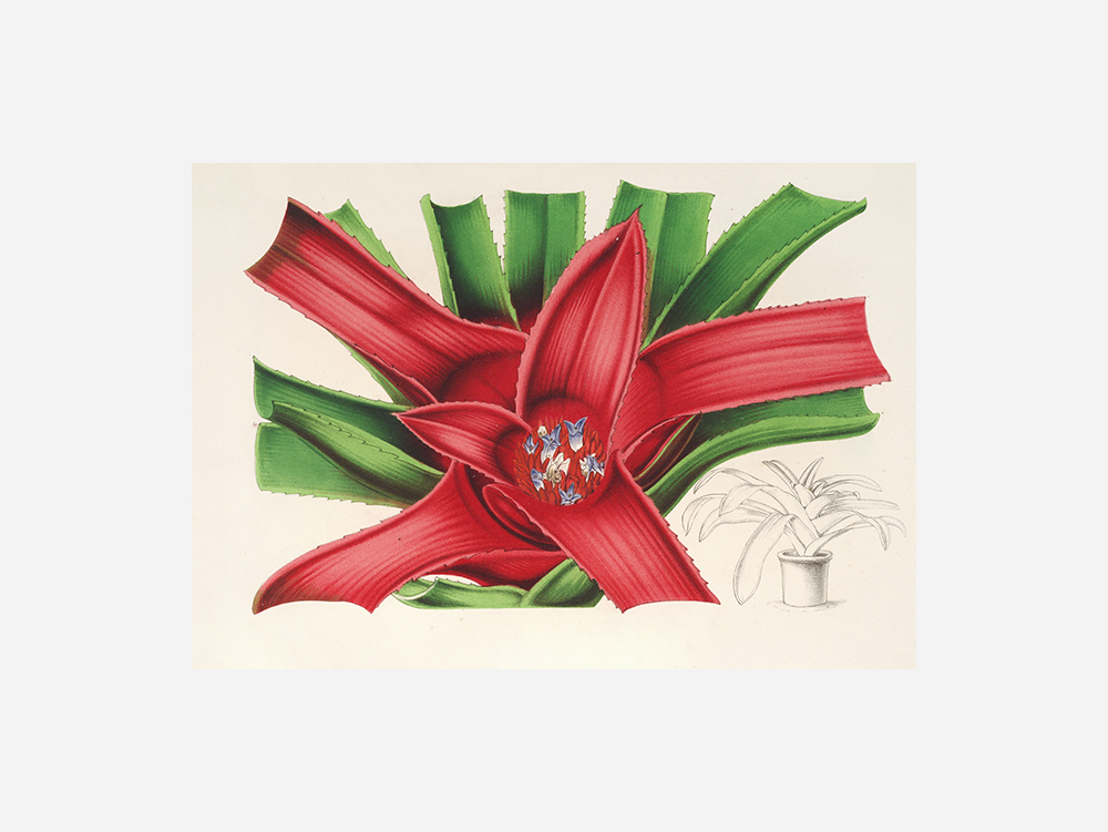 Nidularium Meyendorffii  Art Print