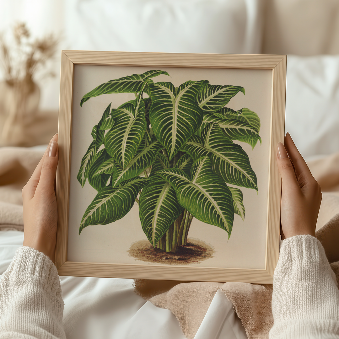 Phyllotoenium Lindeni (1854-1896) Art Print