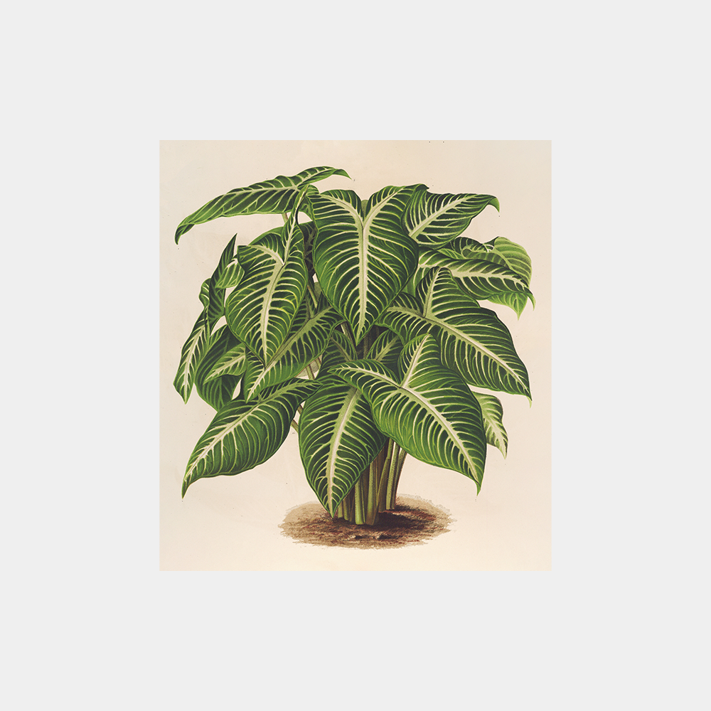 Phyllotoenium Lindeni (1854-1896) Art Print