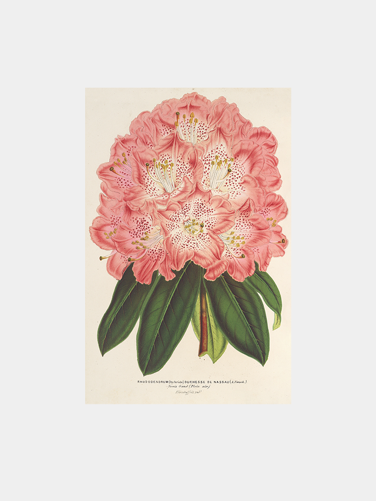 Rhododendrum (hybridum) Duchesse de Nassau Art Print