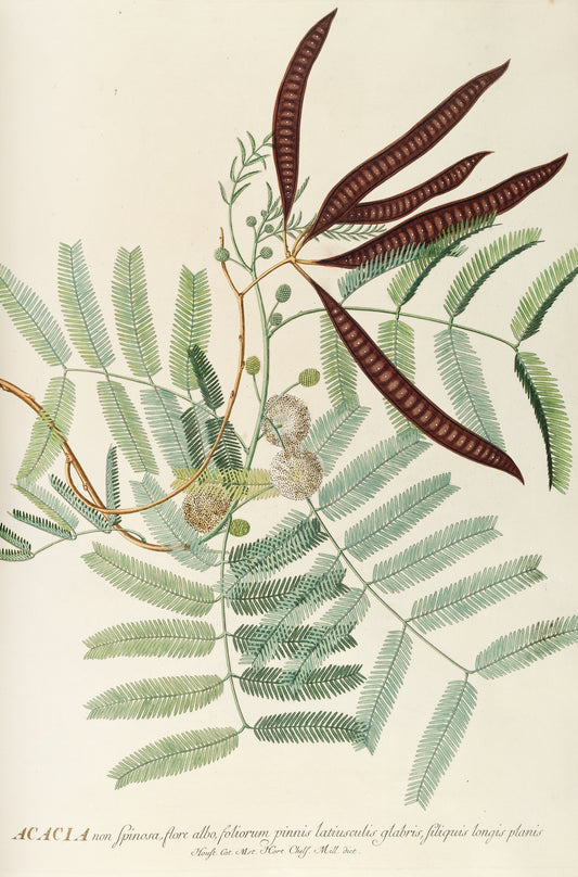 Acacia (1750-1773) Art Print