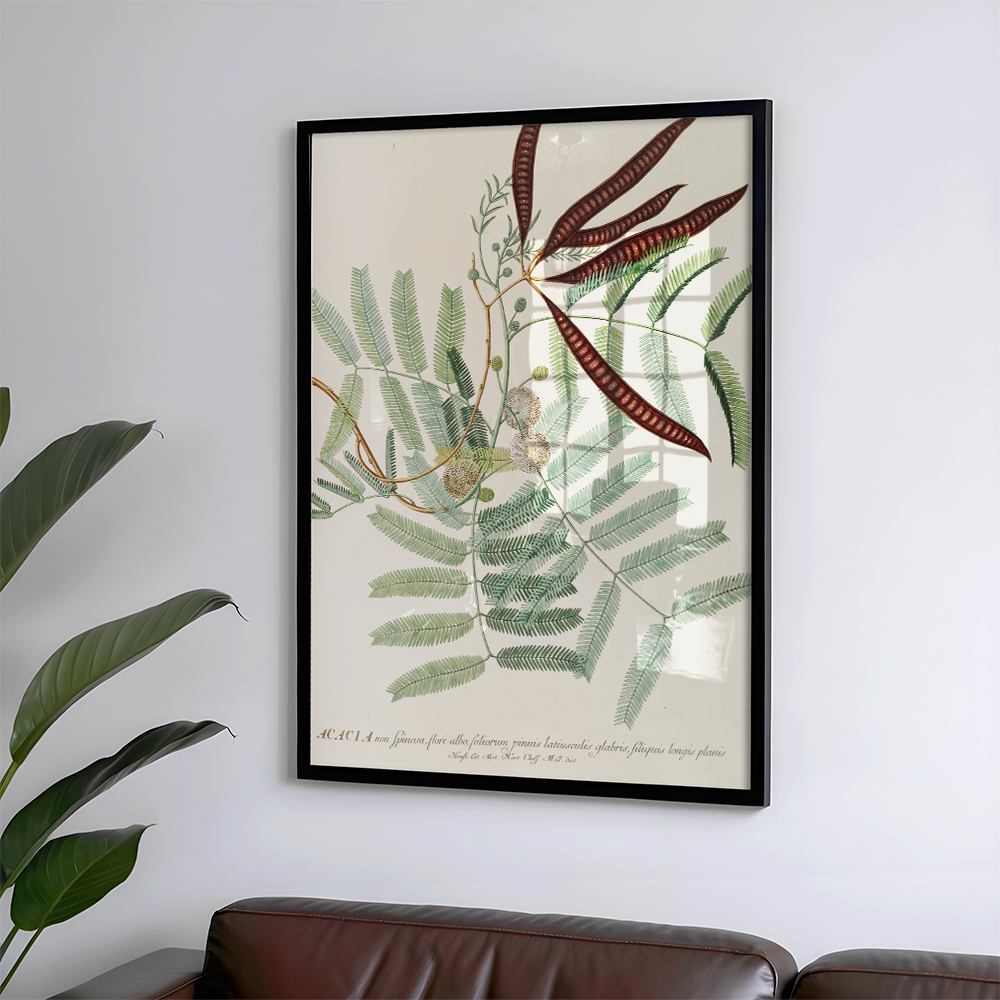 Acacia Art Print