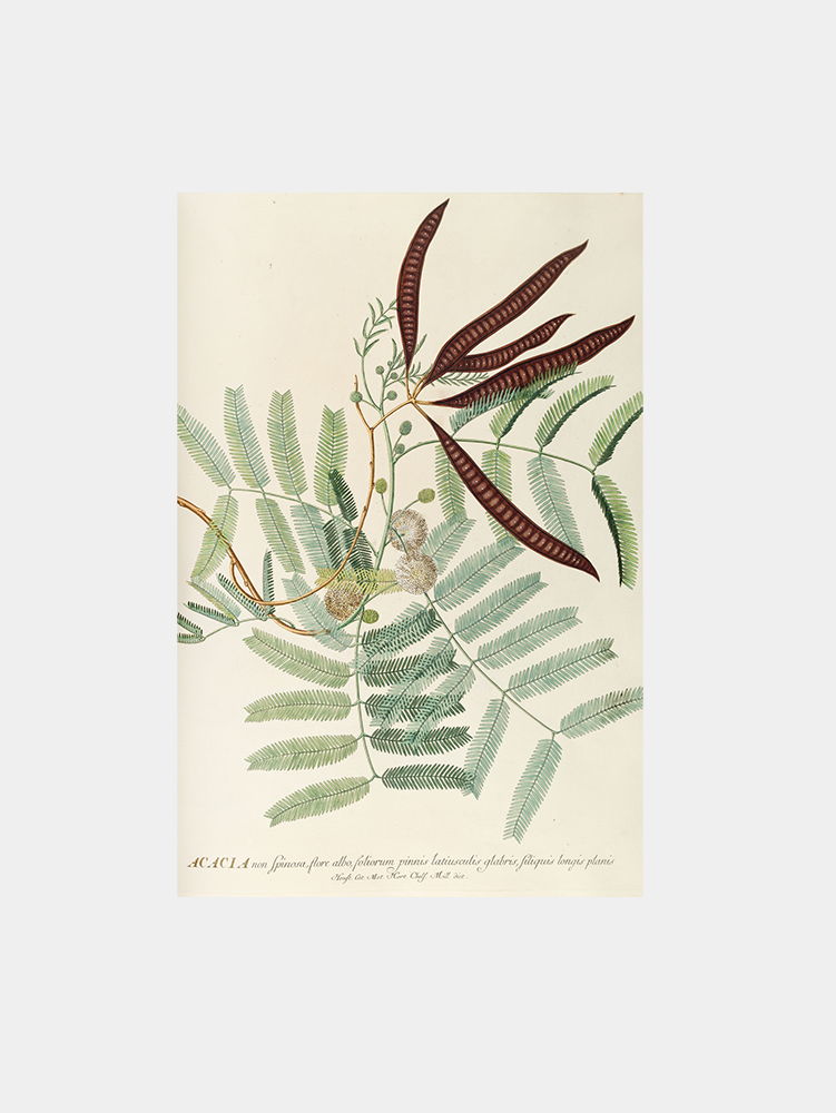 Acacia Art Print