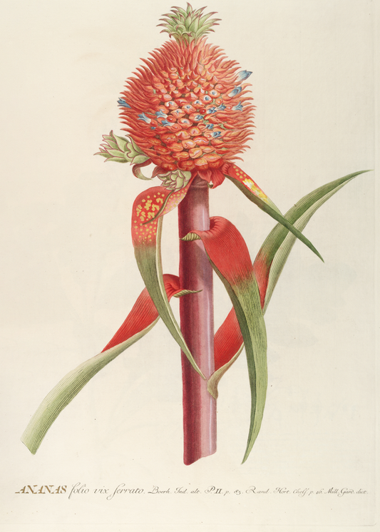 Ananas II (1750-1773)