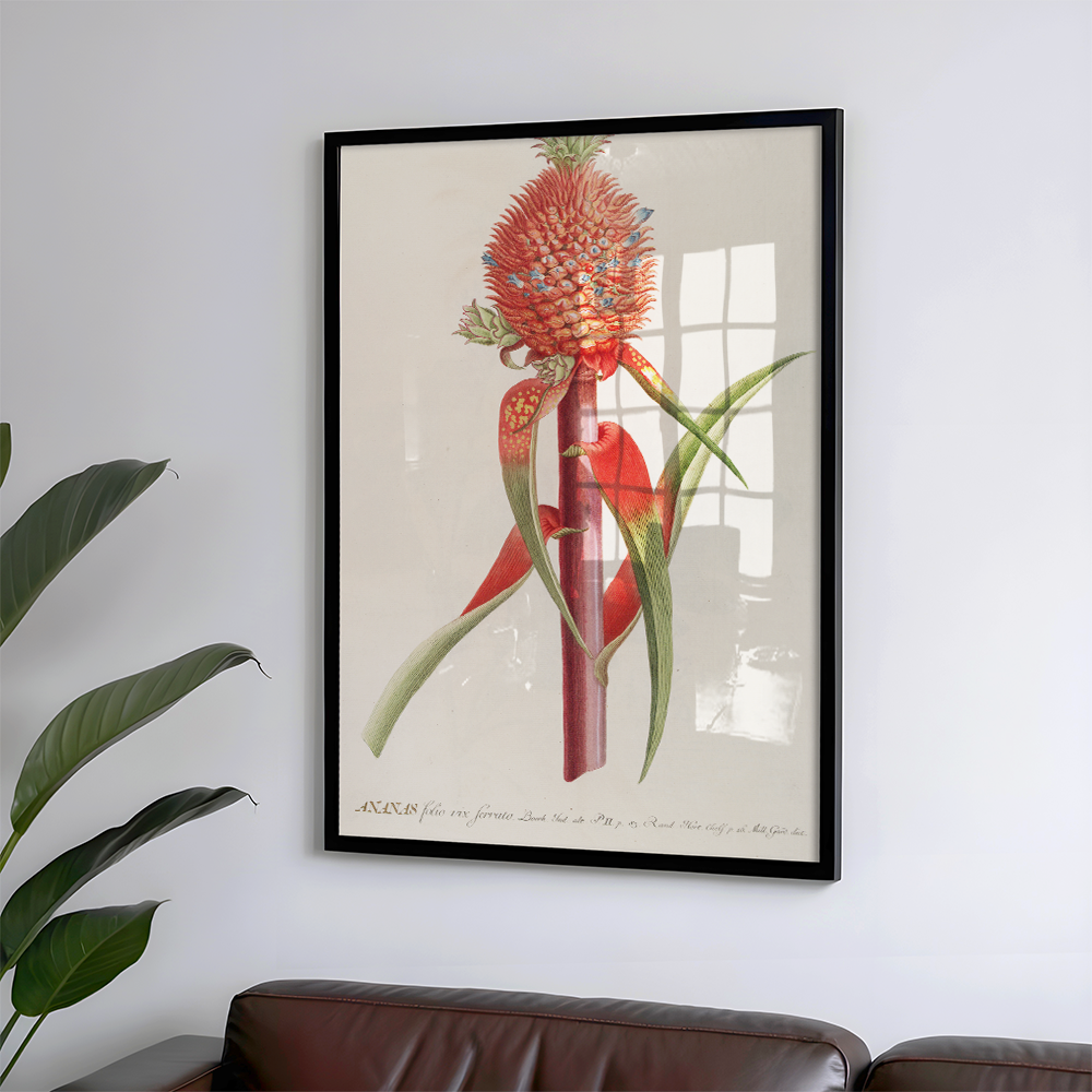 Ananas II (1750-1773) Art Print