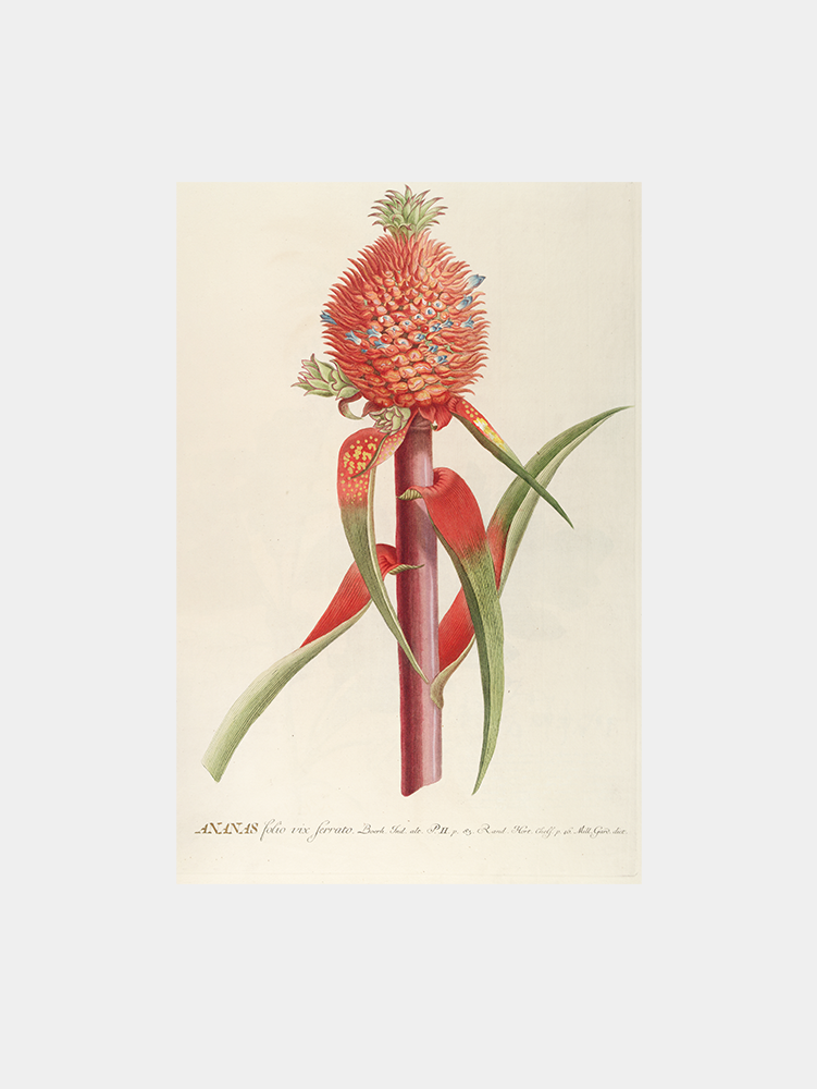 Ananas II (1750-1773) Art Print