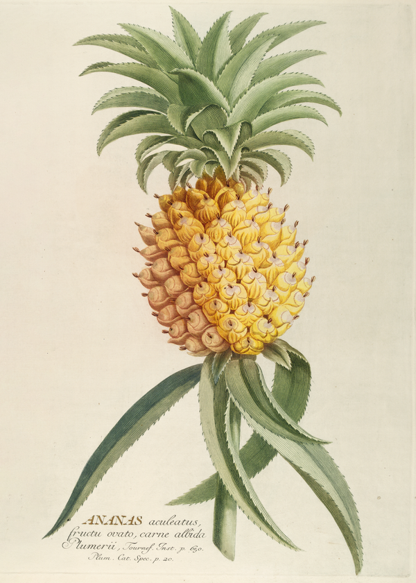 Ananas (1750-1773)