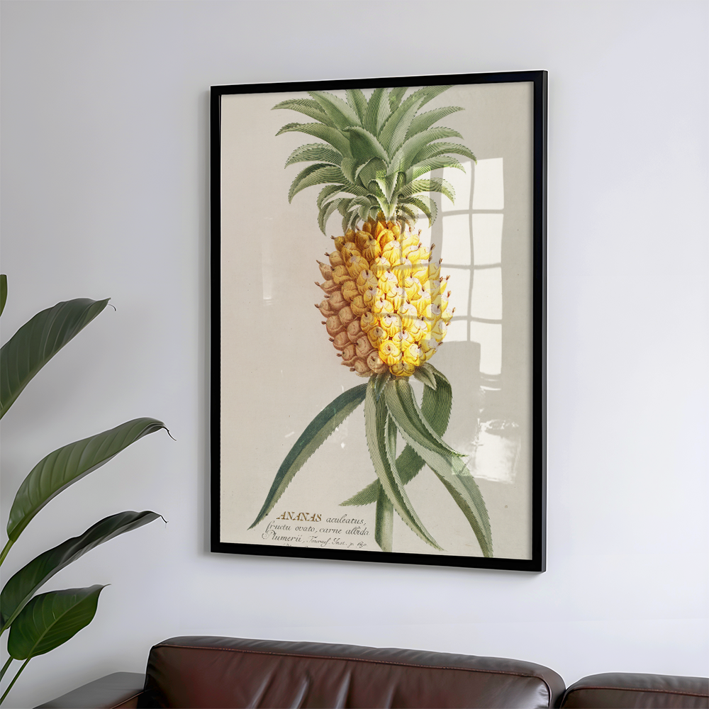Ananas (1750-1773) Art Print