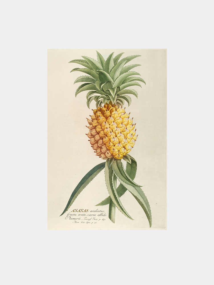 Ananas (1750-1773) Art Print
