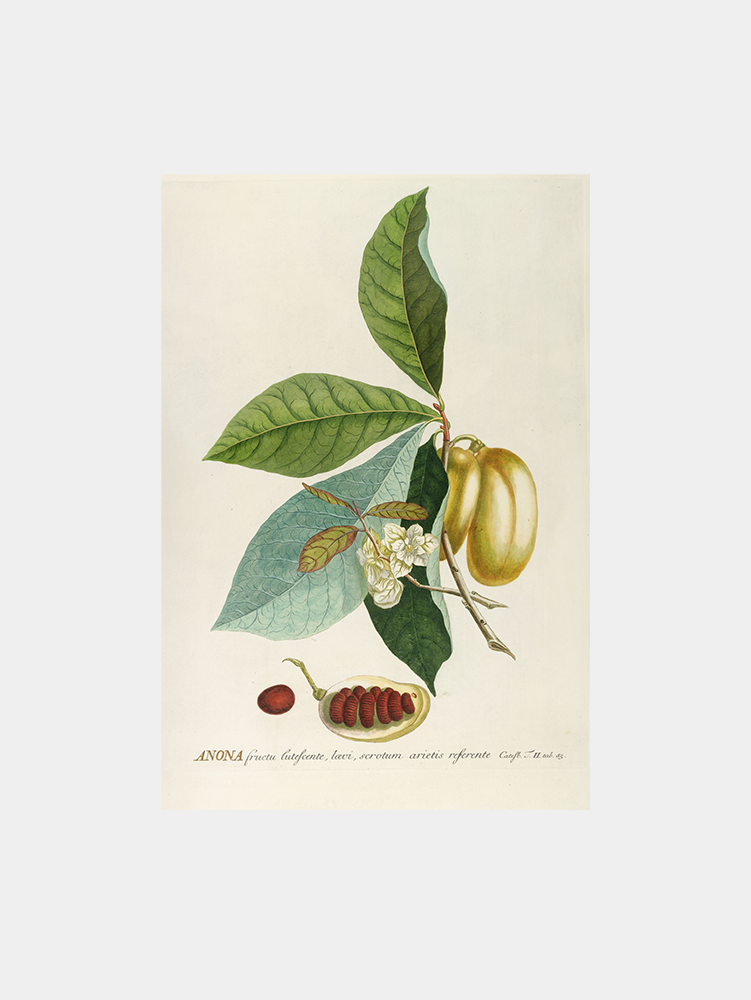 Anona Art Print