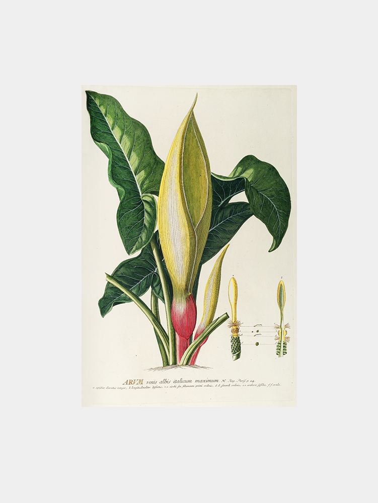 Arum (1750-1773) Art Print
