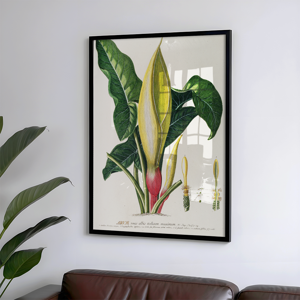 Arum (1750-1773) Art Print