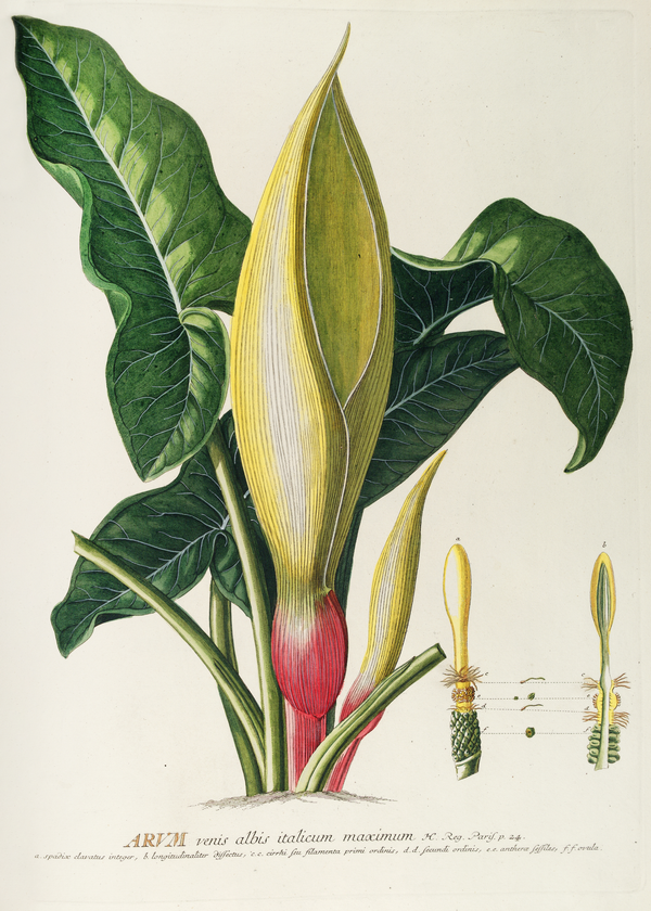 Arum (1750-1773)