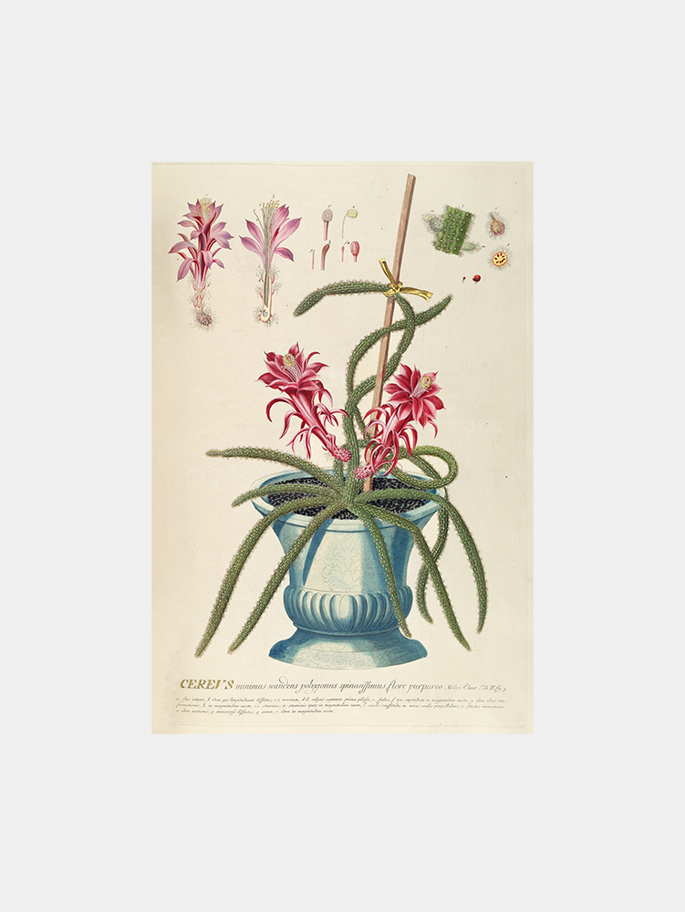 Cereus II Art Print