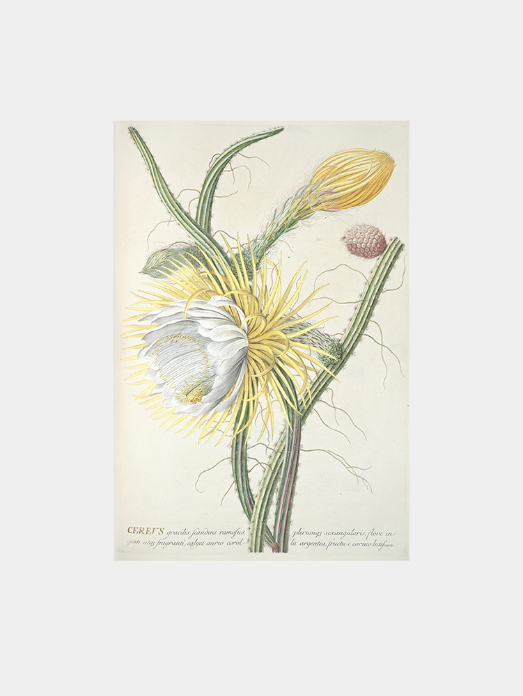 Cereus III Art Print