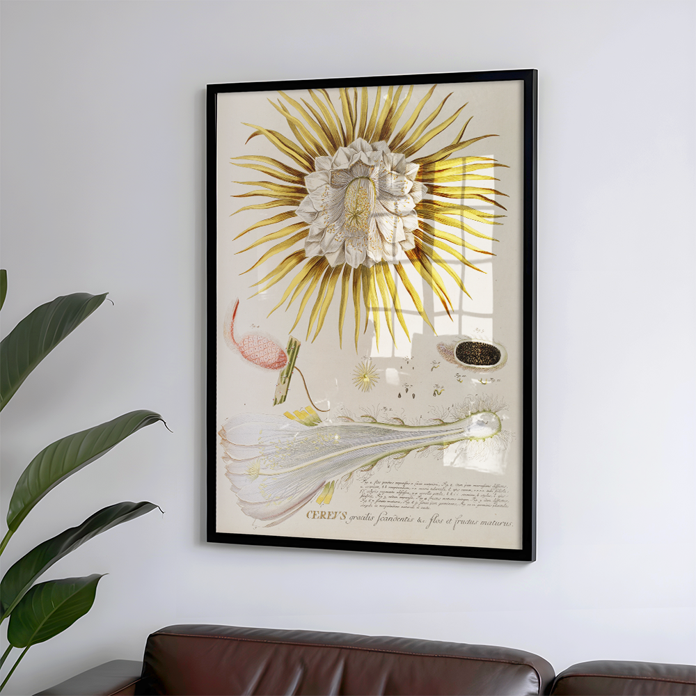 Cereus IV Art Print