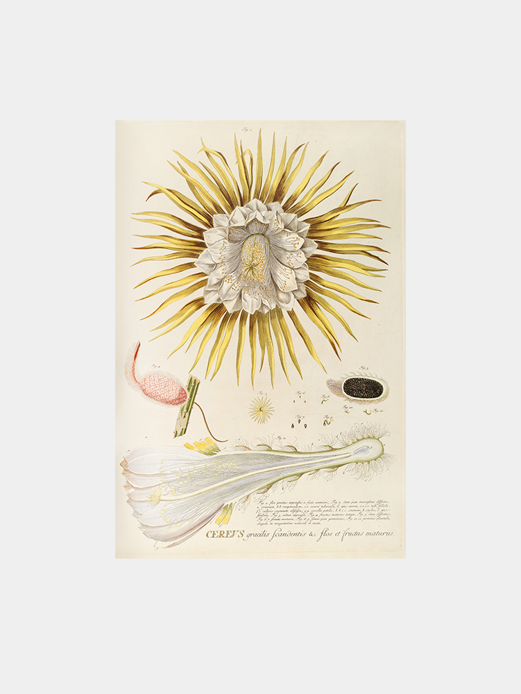 Cereus IV Art Print