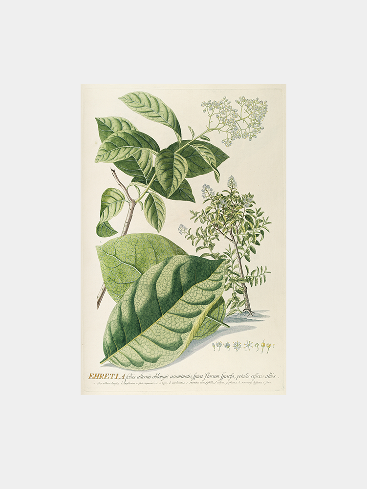 Ehretia Art Print
