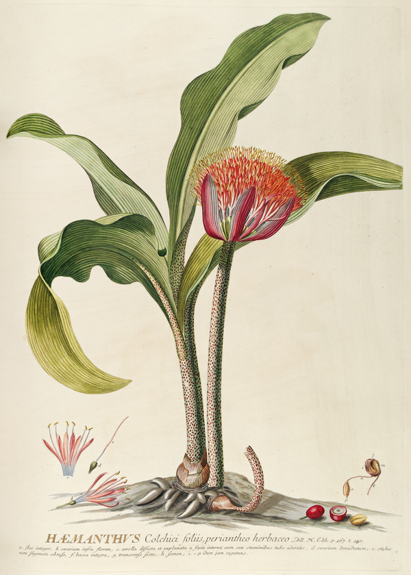 Haemanthus (1750-1773)