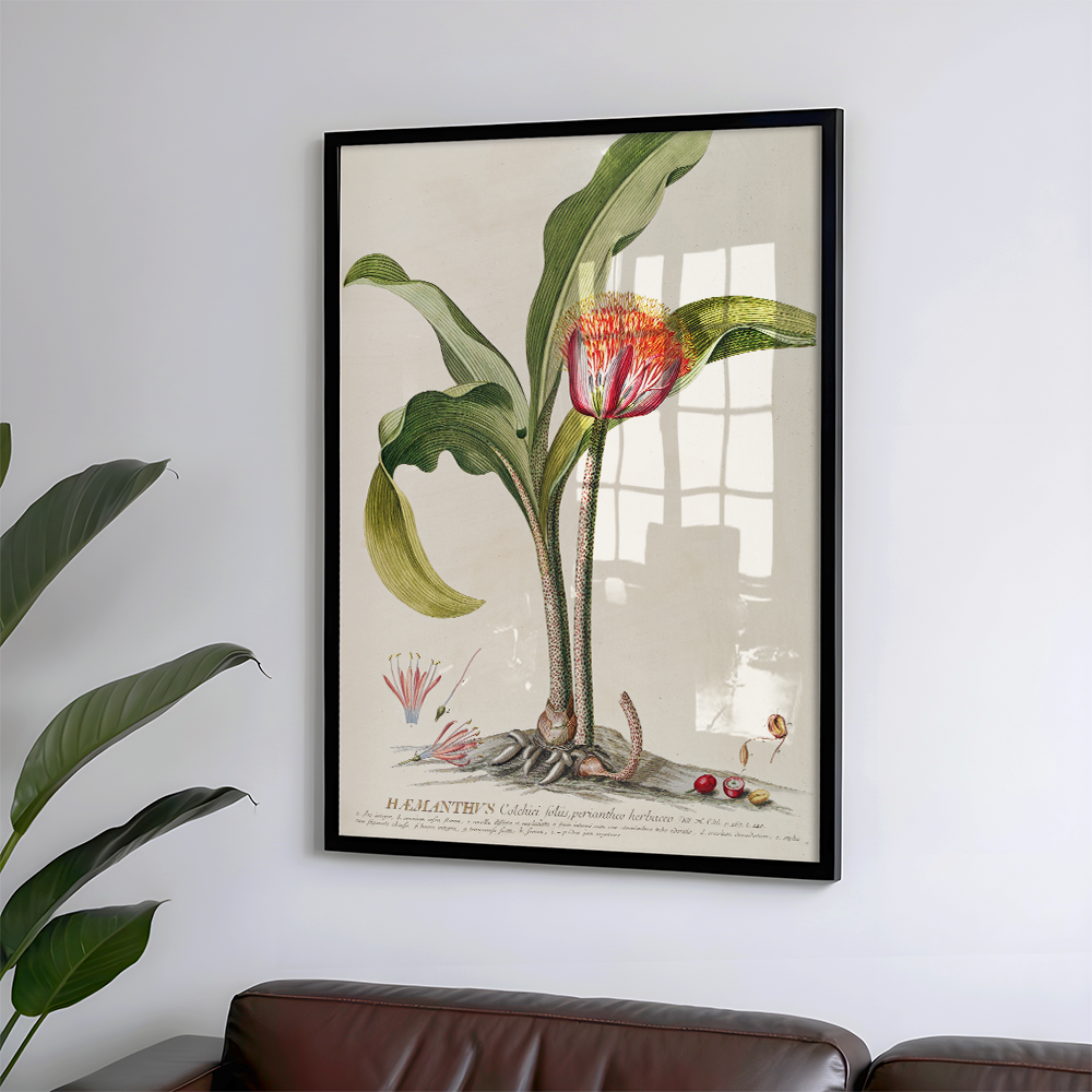 Haemanthus (1750-1773) Art Print